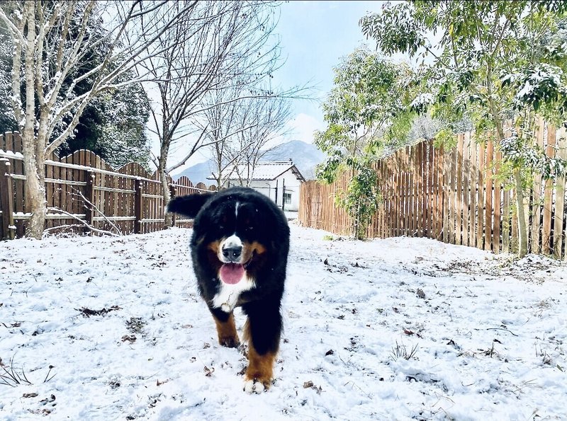 雪が本番の犬たち Mori Note 雪が本番の犬たち Mori Note