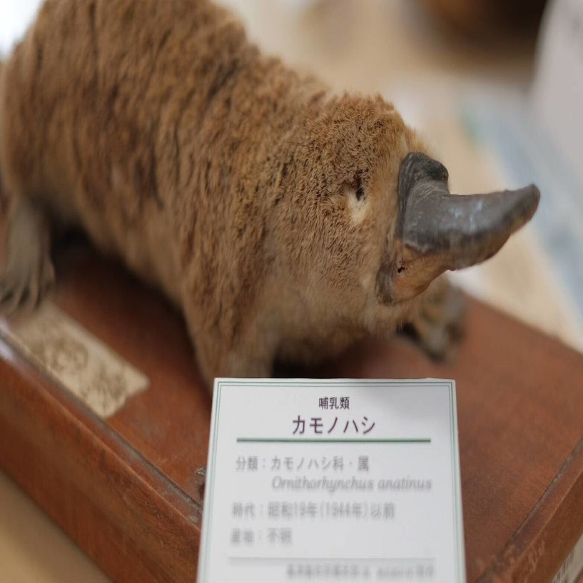 カモノハシの不思議な生態 Gelate ジェレイト Note