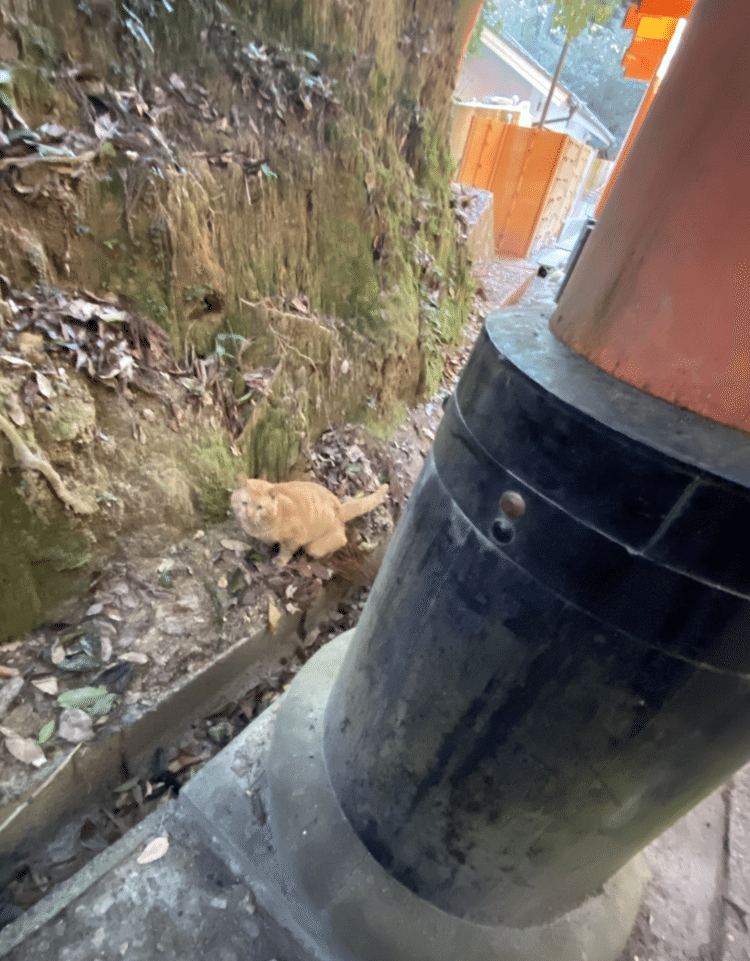 1月8日、伏見稲荷の猫。2匹目発見。初め発見したのは白黒猫だったが、シャッターチャンスを逸した。2匹目は、茶虎猫。鳥居の続く道の脇で。飼い猫とは思われない、しっかりした面構えをしていた。猫の大きさは普通。鳥居がいかに大きなものか、対比すると分かる。