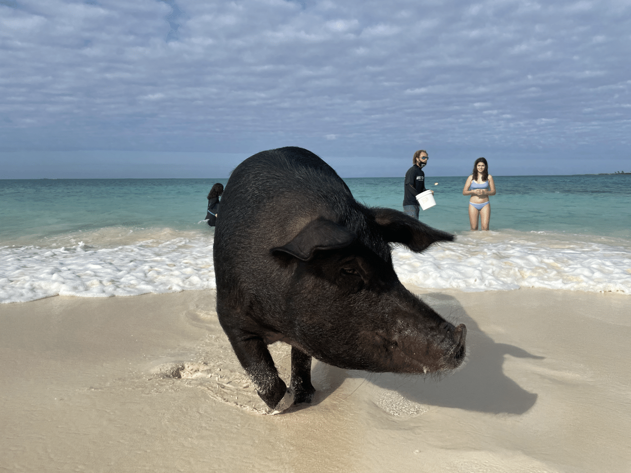 バハマナッソーから船で30分 エグズーマまで行かなくても豚と泳げるビーチはここ Miki Usa Note