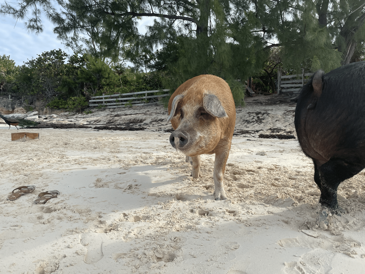 バハマナッソーから船で30分 エグズーマまで行かなくても豚と泳げるビーチはここ Miki Usa Note