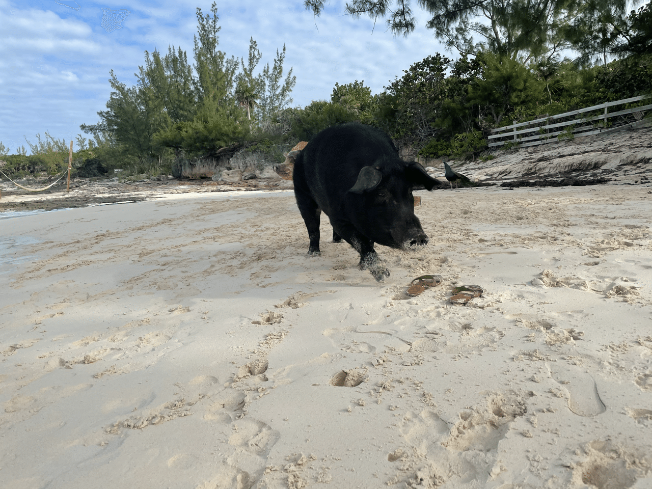 バハマナッソーから船で30分 エグズーマまで行かなくても豚と泳げるビーチはここ Miki Usa Note