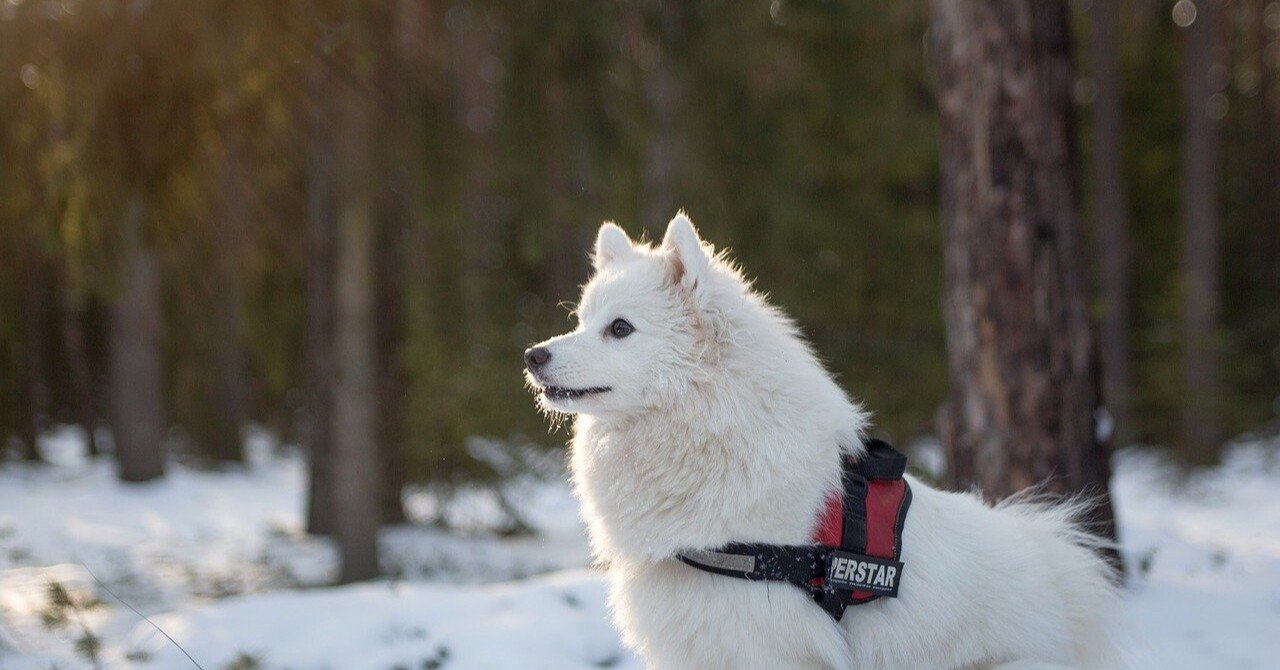 本格化 を英語で表してみよう Rae 英語小ネタ Note