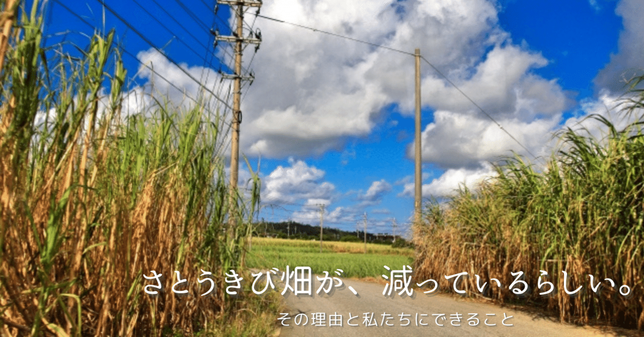 55 さとうきび畑が 減っているらしい その理由と私たちにできること さむ With Okinawa Note