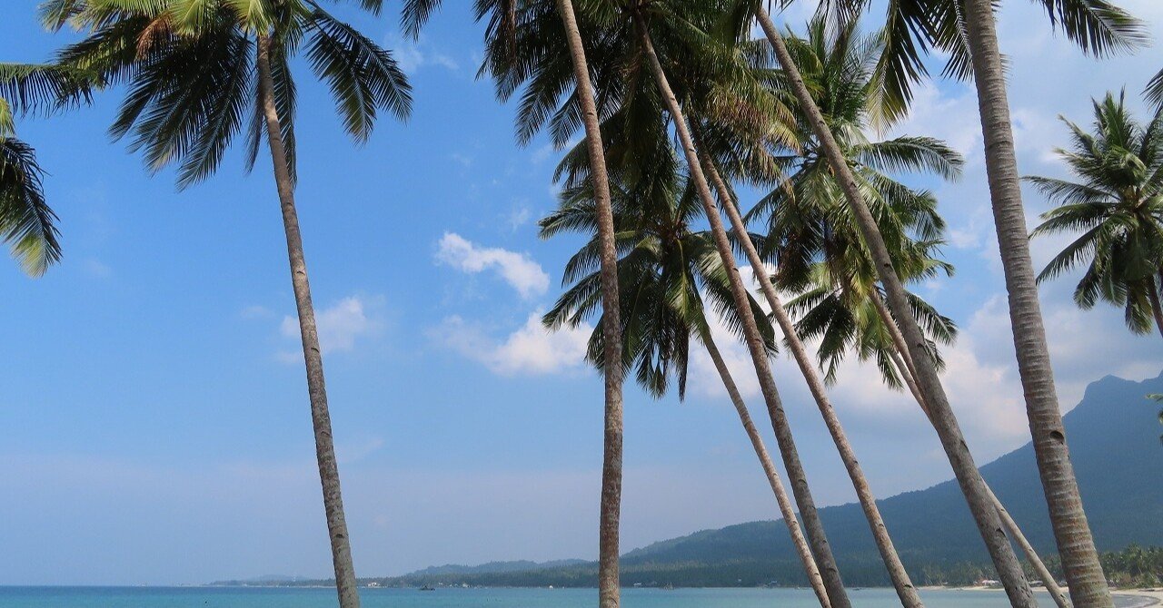 見事な創造力 こなつ様 専用 ヤシの木 バナナの木 植物 観葉植物 Www Dermatologymedicalassociates Com