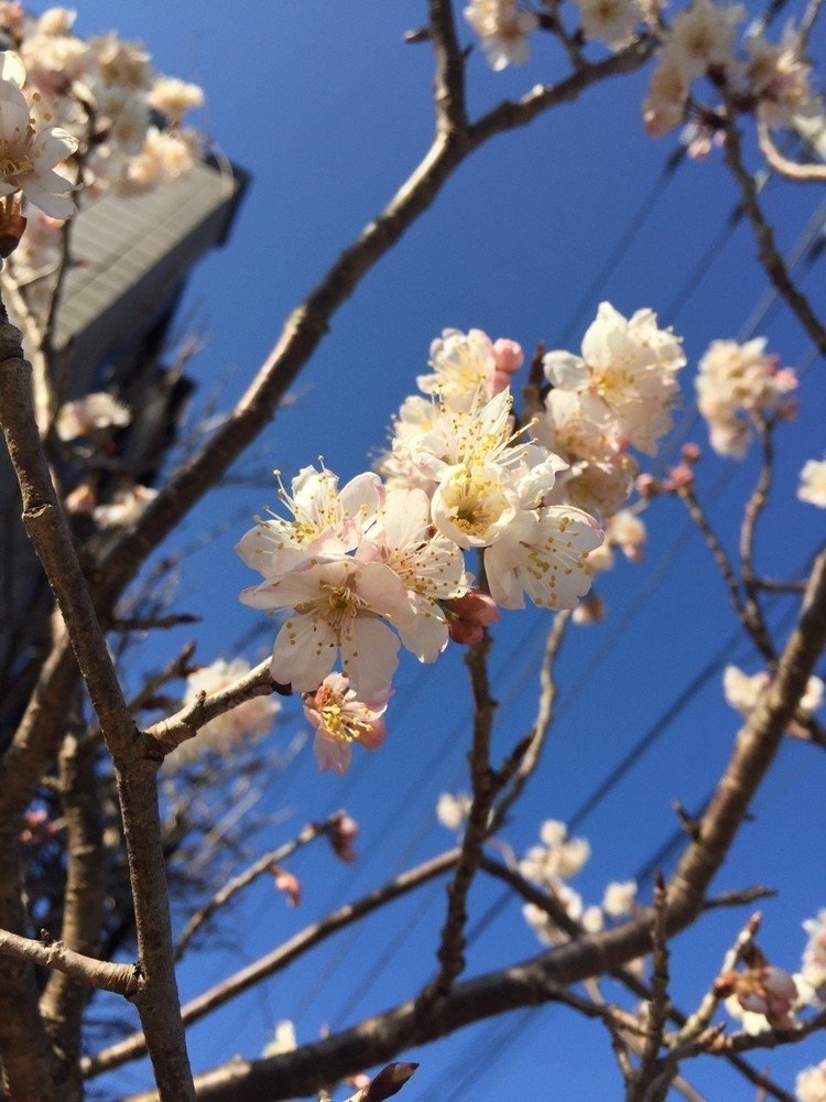 暖地桜桃

咲きました。