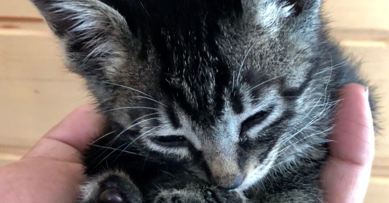 シャム猫 の新着タグ記事一覧 Note つくる つながる とどける
