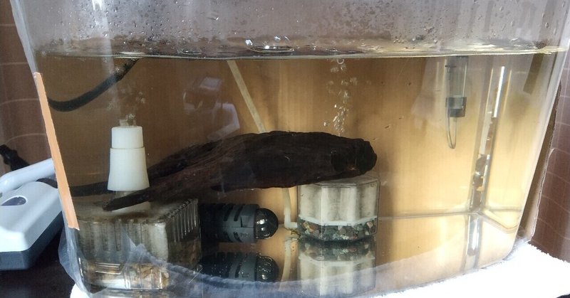 コウタイ 七星魚 飼育日記 Shln Note