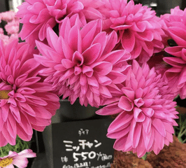 ローゼルには 新しい恋 華やか という花言葉 毎朝新しい花が美しく咲くことからつけられました 私のはpinkの花 ローゼル の果物には 乙女の真心 という果実言葉も 女性にとても良い効果有ります エミマ Note ローゼルには 新しい恋 華やか という花言葉 毎朝新しい花が美しく咲くことからつけられました 私のはpinkの花 ローゼル の果物には 乙女の真心 という果実言葉も 女性にとても良い効果有ります エミマ Note