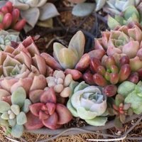 多肉植物の風水と花言葉 多肉堂ホリユミ Note