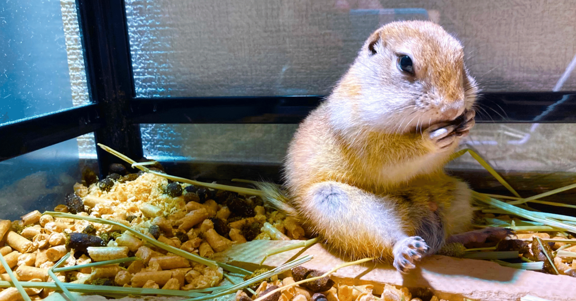 リチャードソンジリスを飼い始めて半年が経ったので振り返ってみた さくしゃく Note