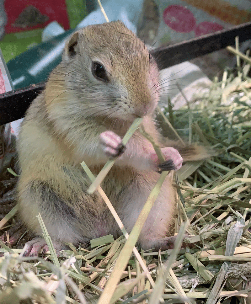 リチャードソンジリスを飼い始めて半年が経ったので振り返ってみた さくしゃく Note