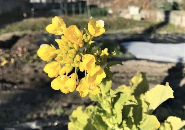 菜の花開花
