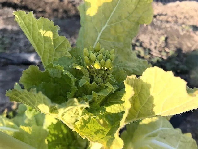 菜の花蕾