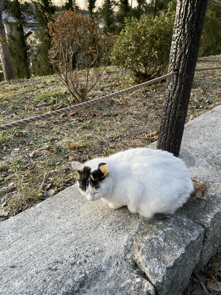 またまた、哲学の道沿い、若王子橋近くの猫。今日は、日の入り時間帯、いたのは1匹。