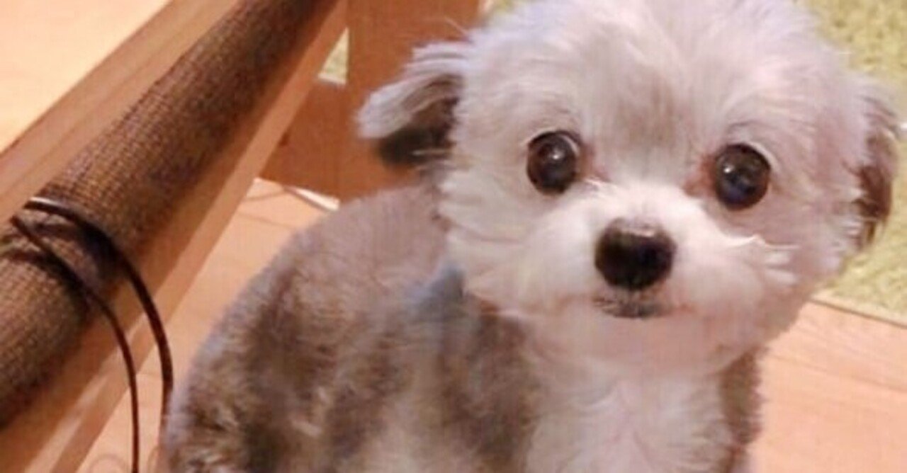 おあずけ時の顔をパチリ 愛犬親バカ画像笑 ゆえ ゆるダイエット実践中 Note