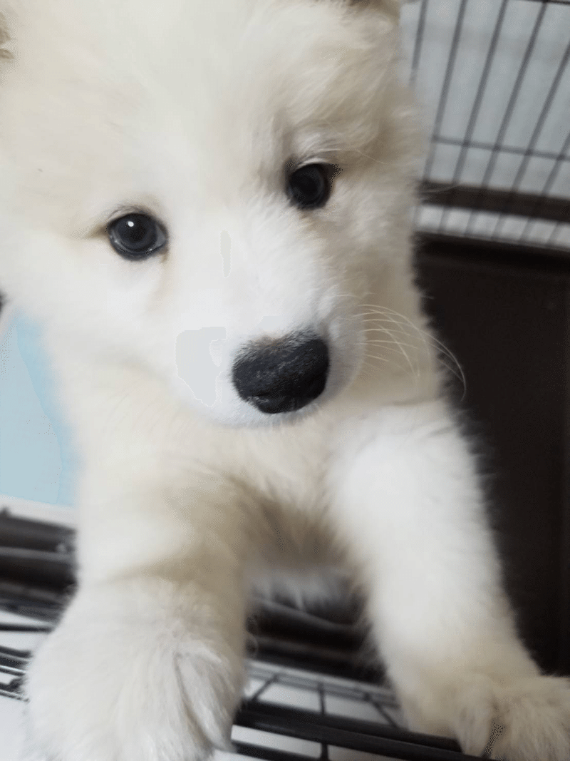 サモエド仔犬期 生後2ヶ月目のリアル編 くまの飼い主 Note