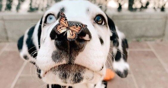 Aぇ！groupの『Stray dogs.』が非常に良い （ただAぇのギャップが好き