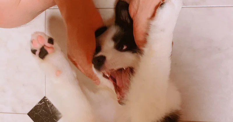 まゆげ犬のマロちゃん の新着タグ記事一覧 Note つくる つながる とどける