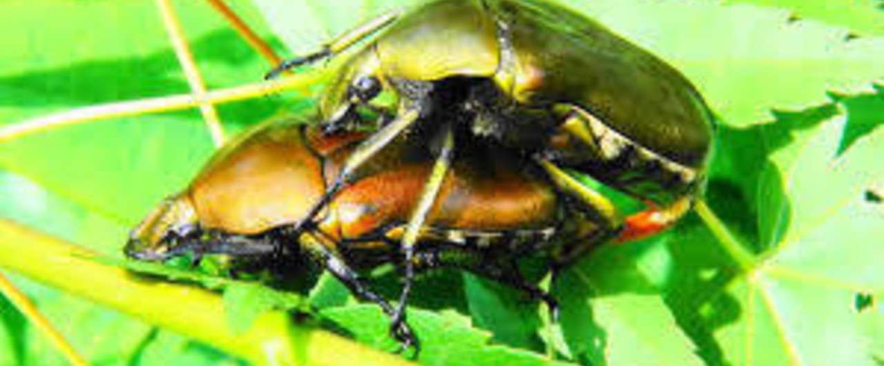 カナブンとトマトと茄子 Istvan0817 Note