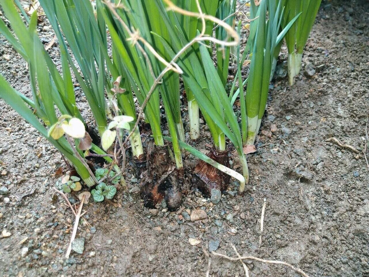 水仙球根 スイセン球根 確認用 【公式通販】