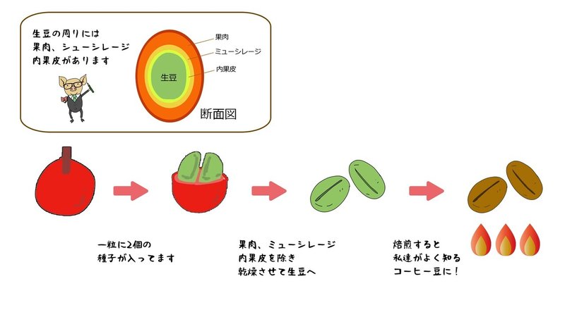 コーヒー Coffee とは何か それはフルーツの種なのです To Go Brothers Note