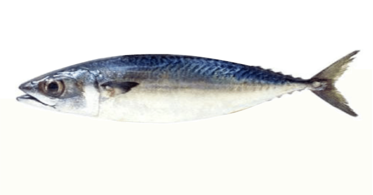 単なるサバ と 関サバ の違いとは 岩本俊幸 Note