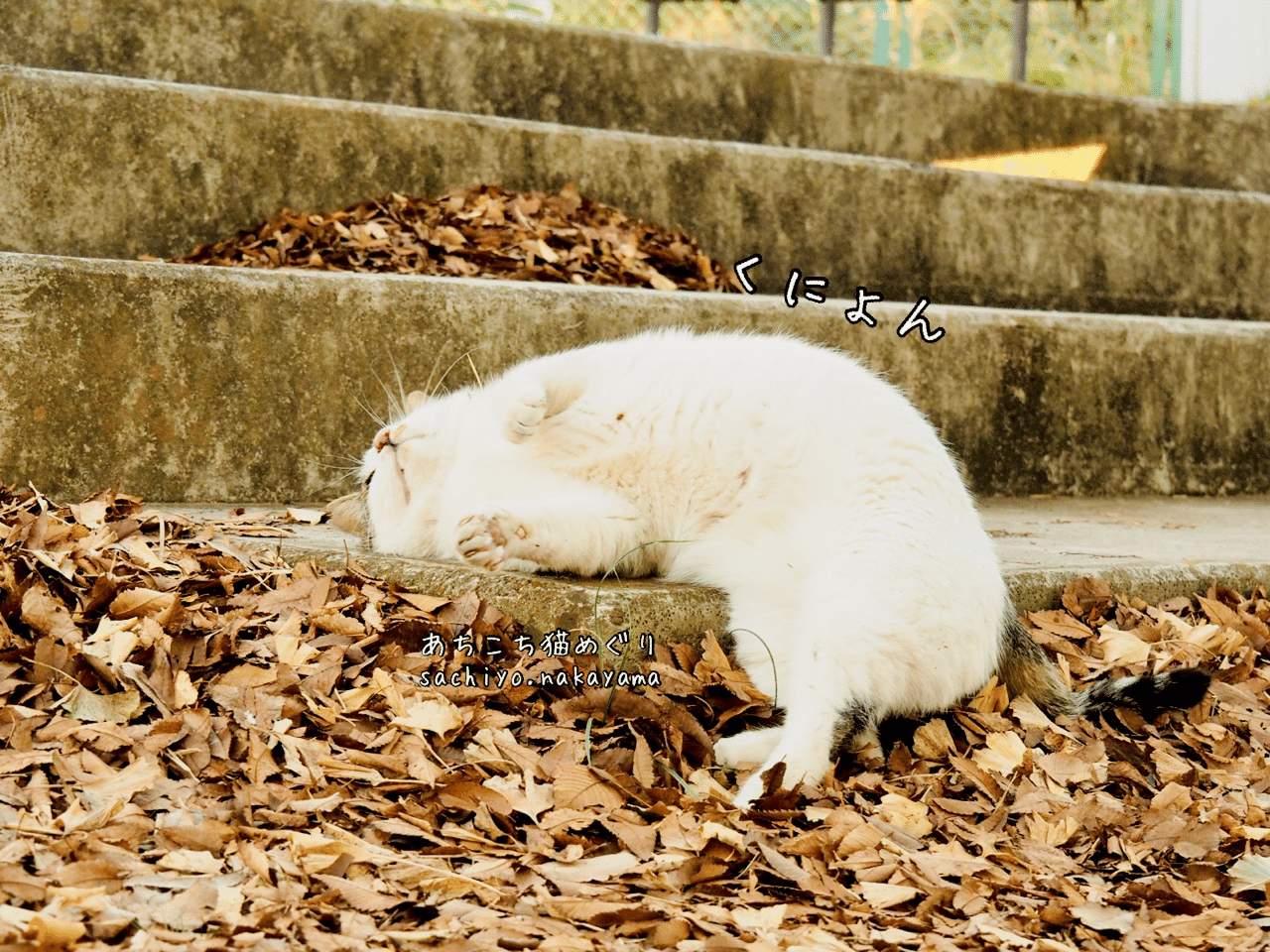 やる気なし 猫写真家 中山祥代 Note