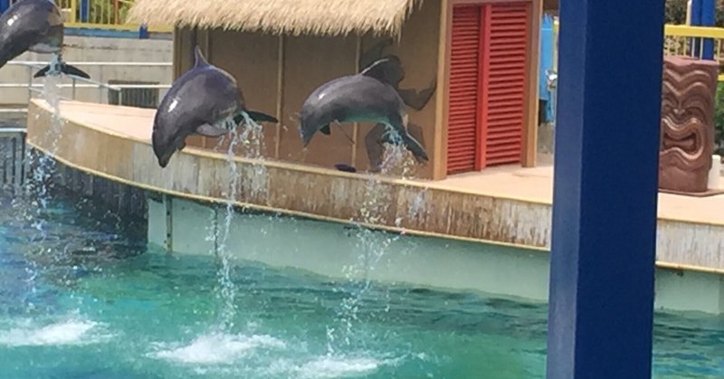 ハワイの水族館でイルカさんと 野寄聖統 Noyori Masanori Note