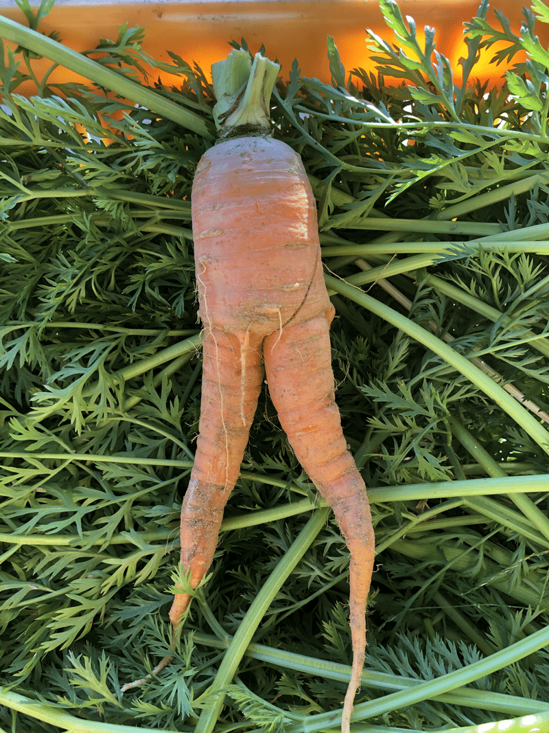 おもしろ野菜シリーズ みっちゃん Note