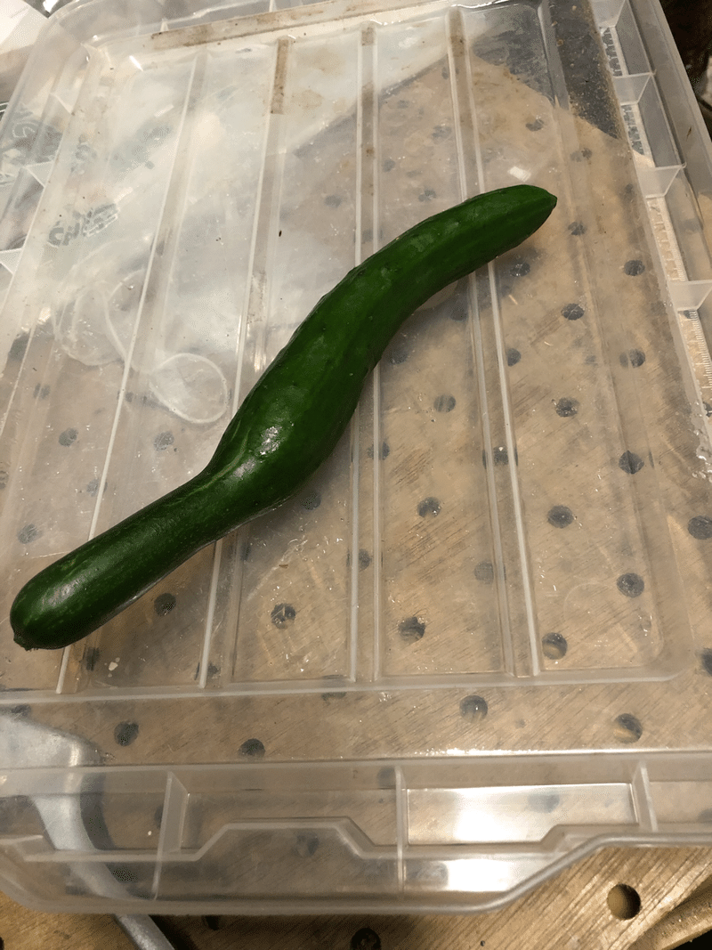 おもしろ野菜シリーズ みっちゃん Note おもしろ野菜シリーズ みっちゃん Note