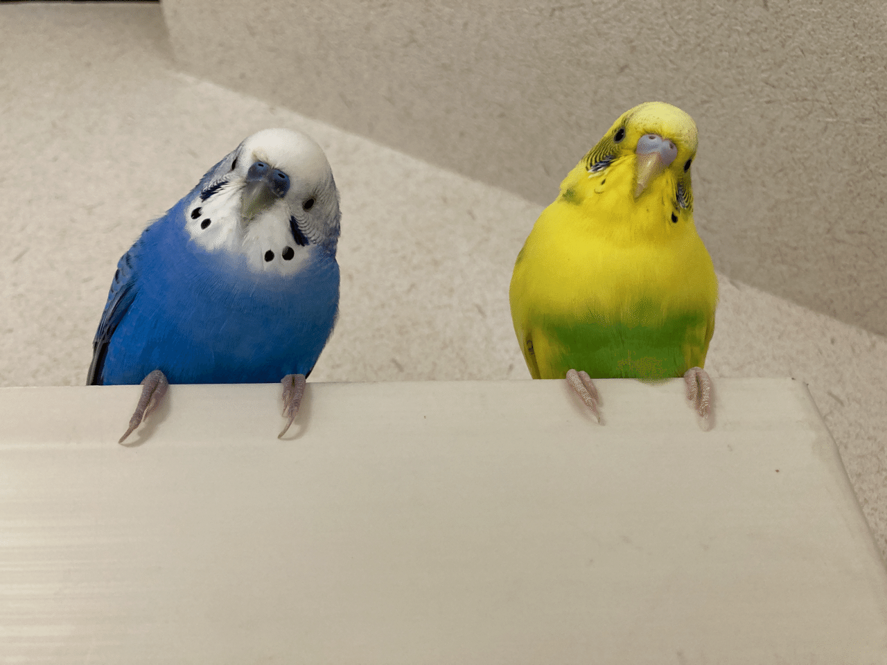 パーソナルスペース インコまるけ Note パーソナルスペース インコまるけ Note