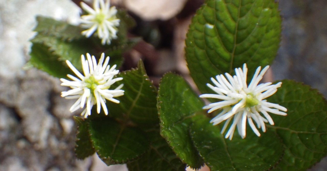 ひとりしずか の新着タグ記事一覧 Note つくる つながる とどける ひとりしずか の新着タグ記事一覧 Note つくる つながる とどける