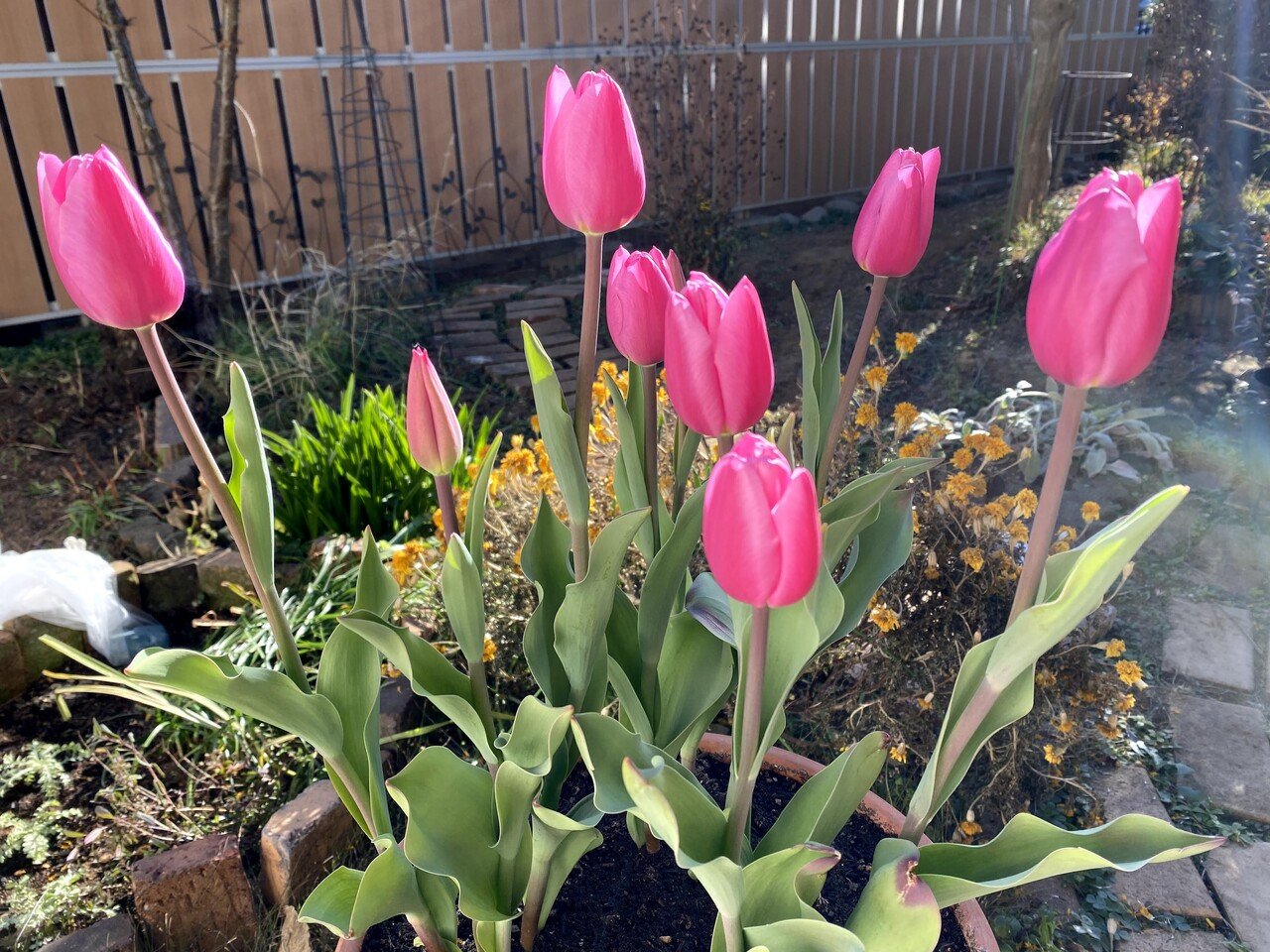 新成人のお祝いに冬咲きアイスチューリップはいかが らいむ Note 新成人のお祝いに冬咲きアイスチューリップはいかが らいむ Note