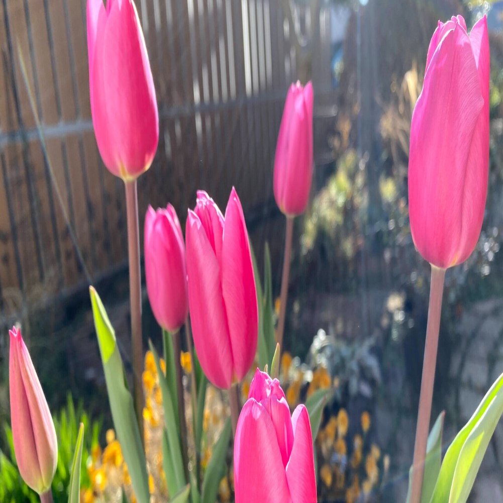 新成人のお祝いに冬咲きアイスチューリップはいかが らいむ Note