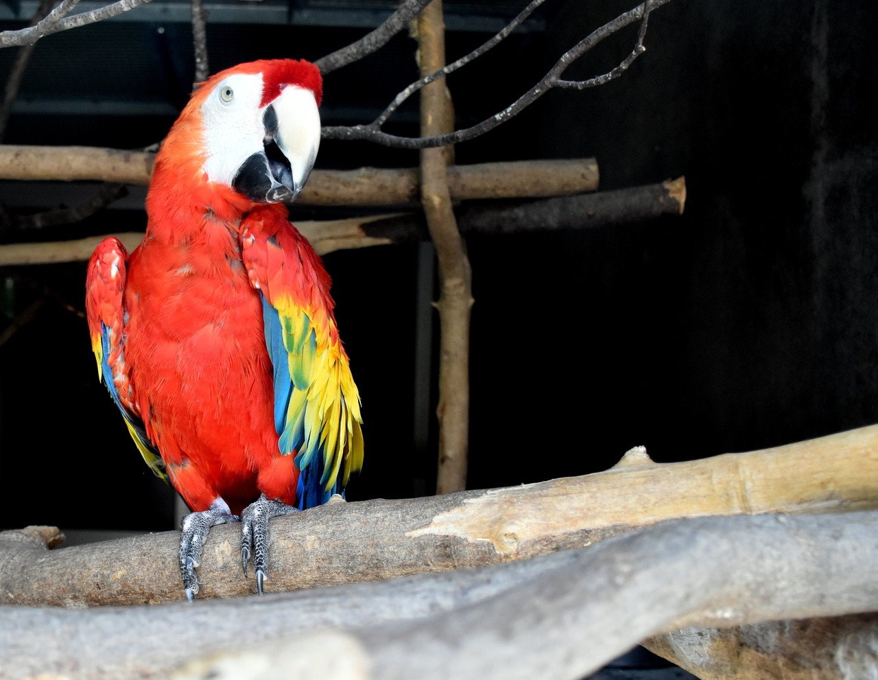 アカコンゴウインコ オウム目インコ科 Hirahiranote Note