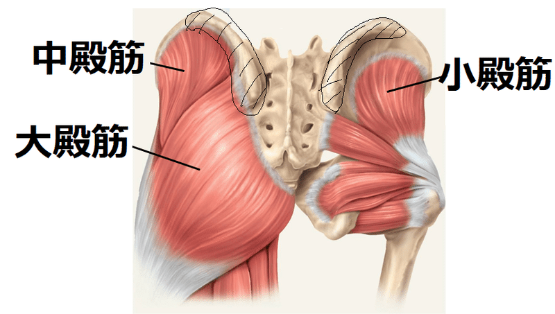 筋トレ疲労回復編 図解 自宅でできる 骨盤職人を使ったセルフケア Napo Fitness Note