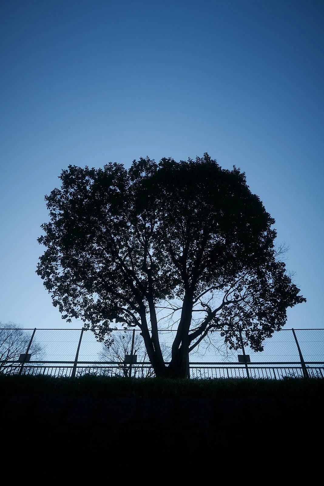 365日ライカ：234 ライカQ2とブラックミスト｜#365leica