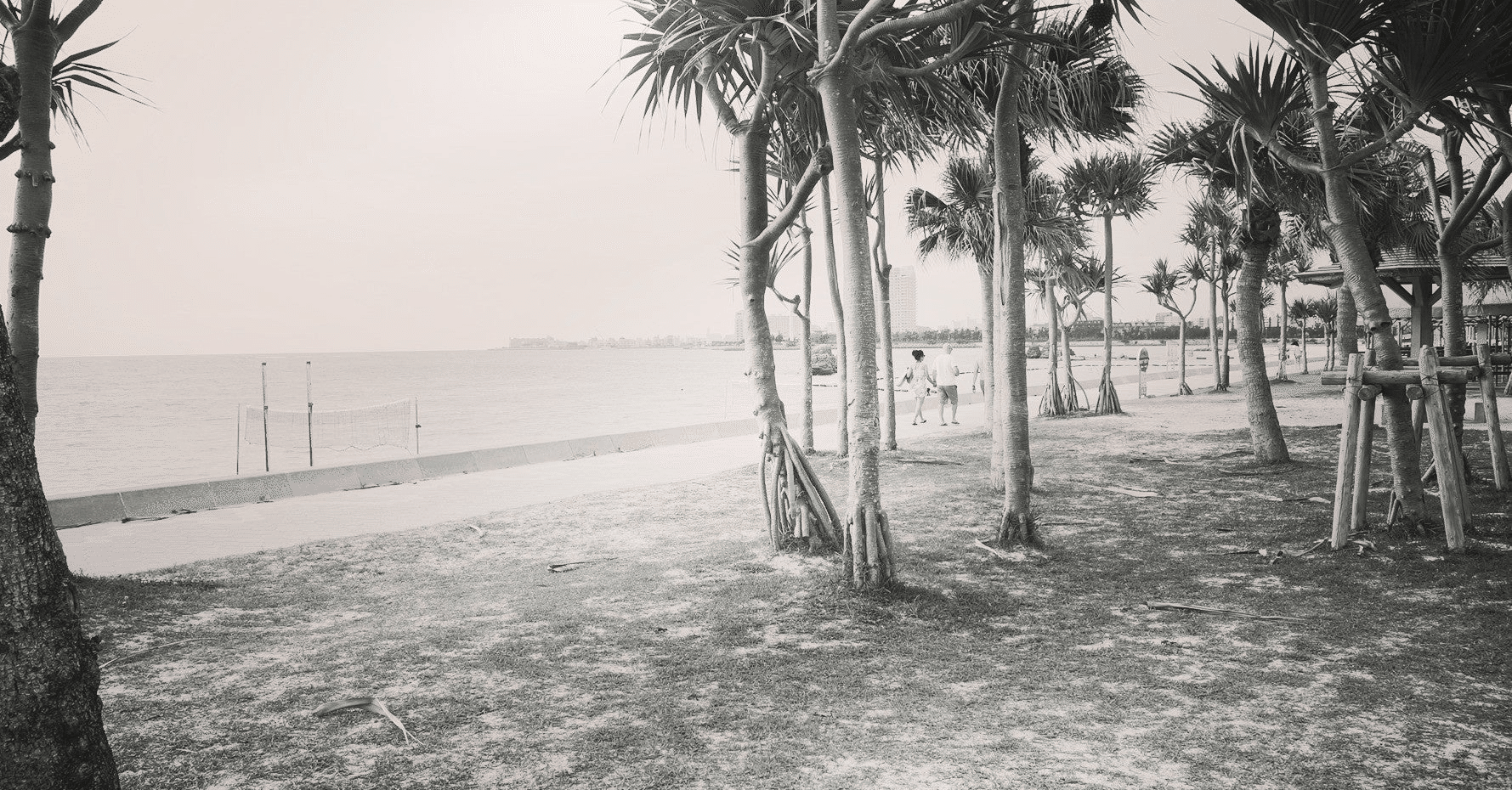 ヤシの木に降る雪 Green Moon Room Note