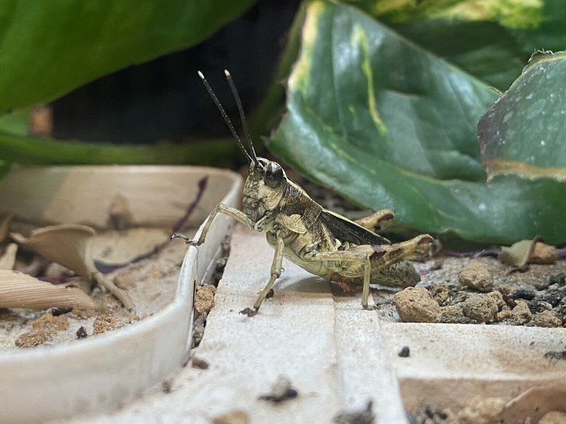 冬でも昆虫観察 春が待ちきれないフィールドワークの準備運動 Noriaki Kawanishi Dmm Note