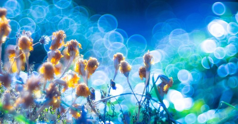 冬のマリーゴールド みかん Note