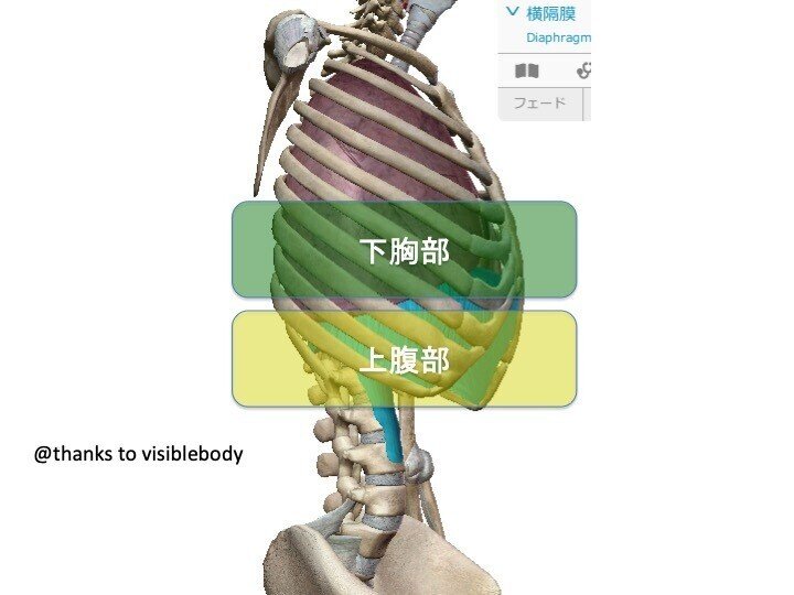 腹式の呼吸 弍ノ型 皮膚の動きが大事 Taishi Iijima Note 腹式の呼吸 弍ノ型 皮膚の動きが大事 Taishi Iijima Note
