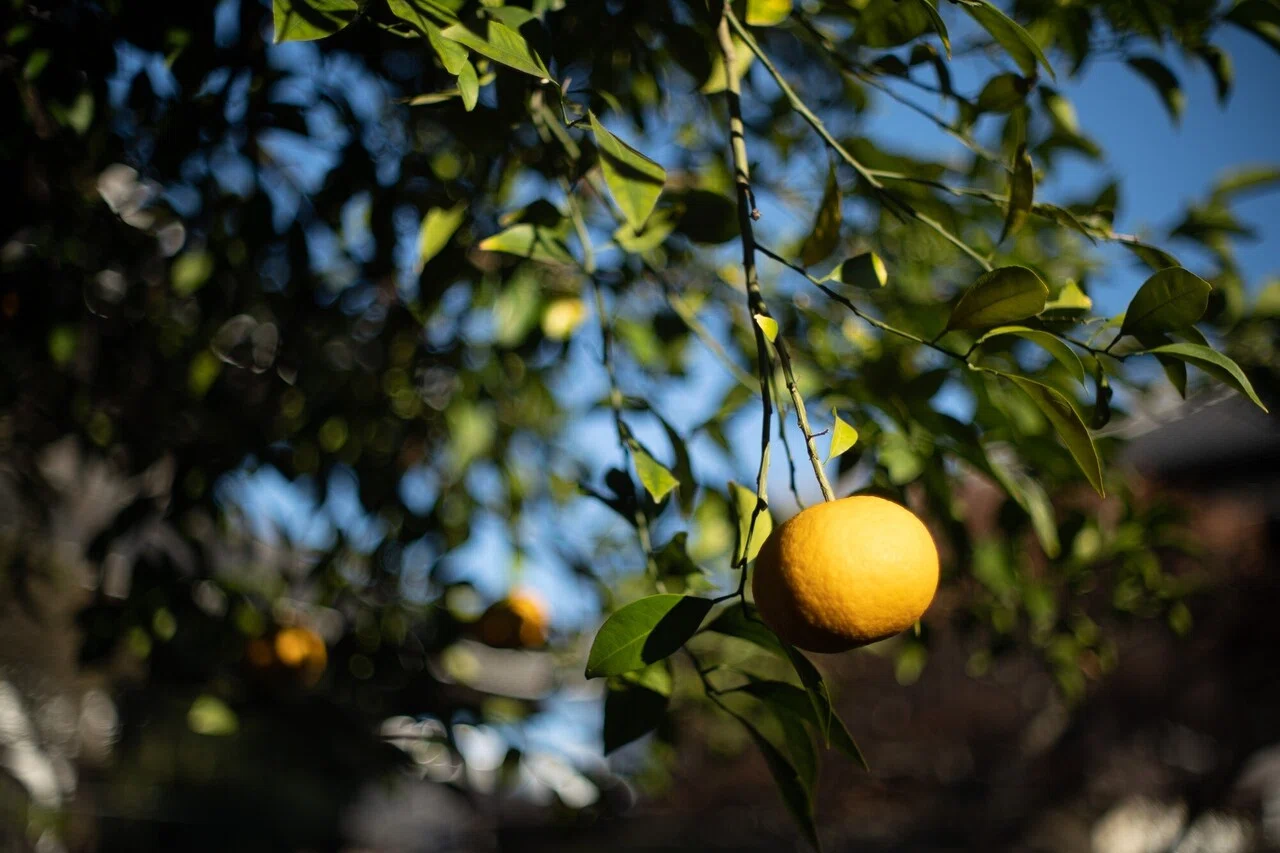 YASHICA AUTO YASHINON-DX 50mm F1.4 × ストリート｜PS2U