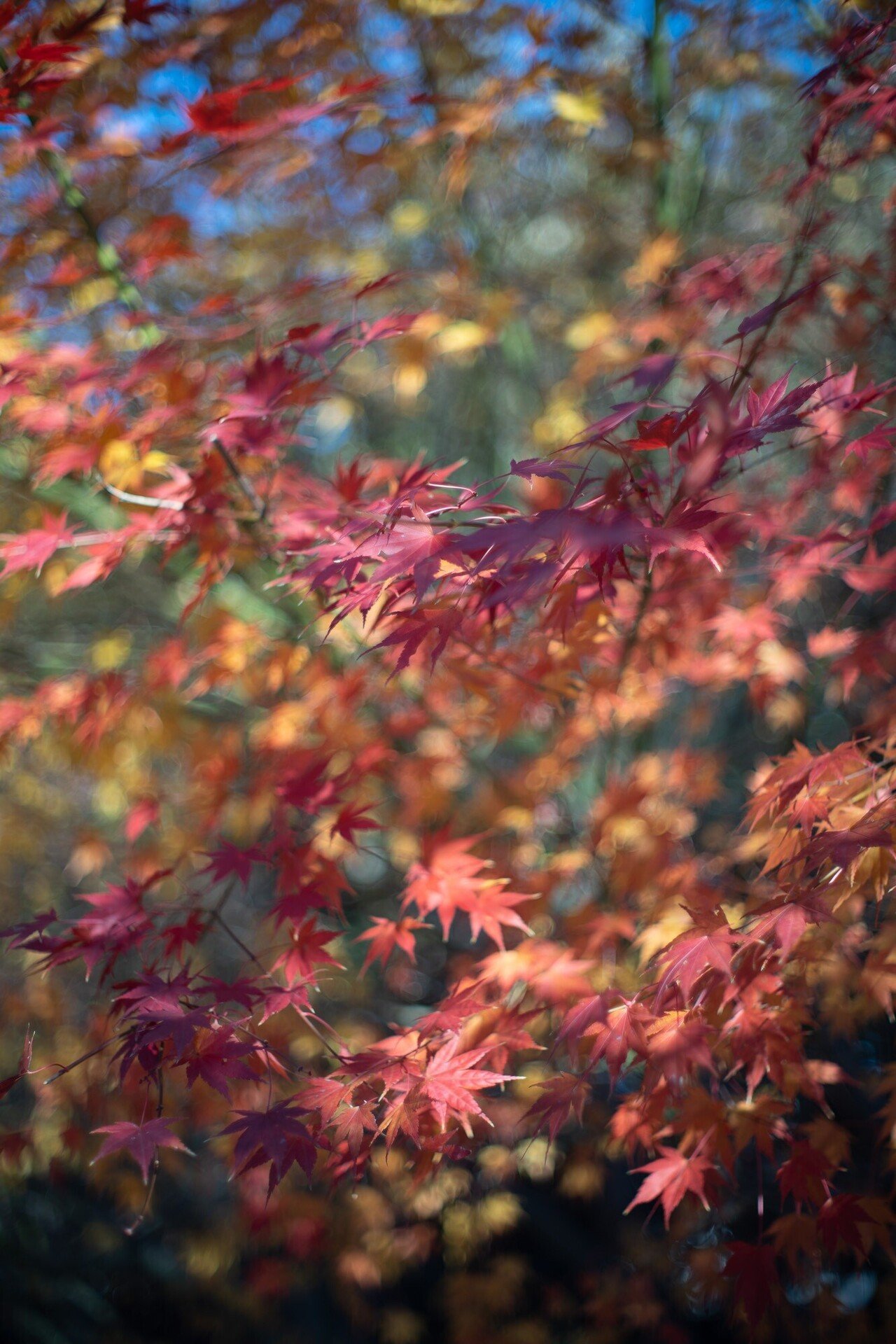 YASHICA AUTO YASHINON-DX 50mm F1.4 × ストリート｜PS2U
