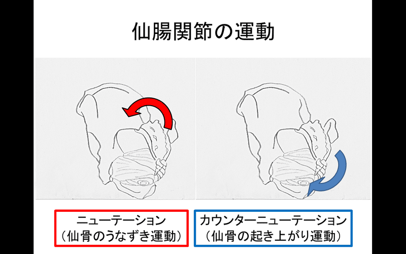 仙腸関節運動