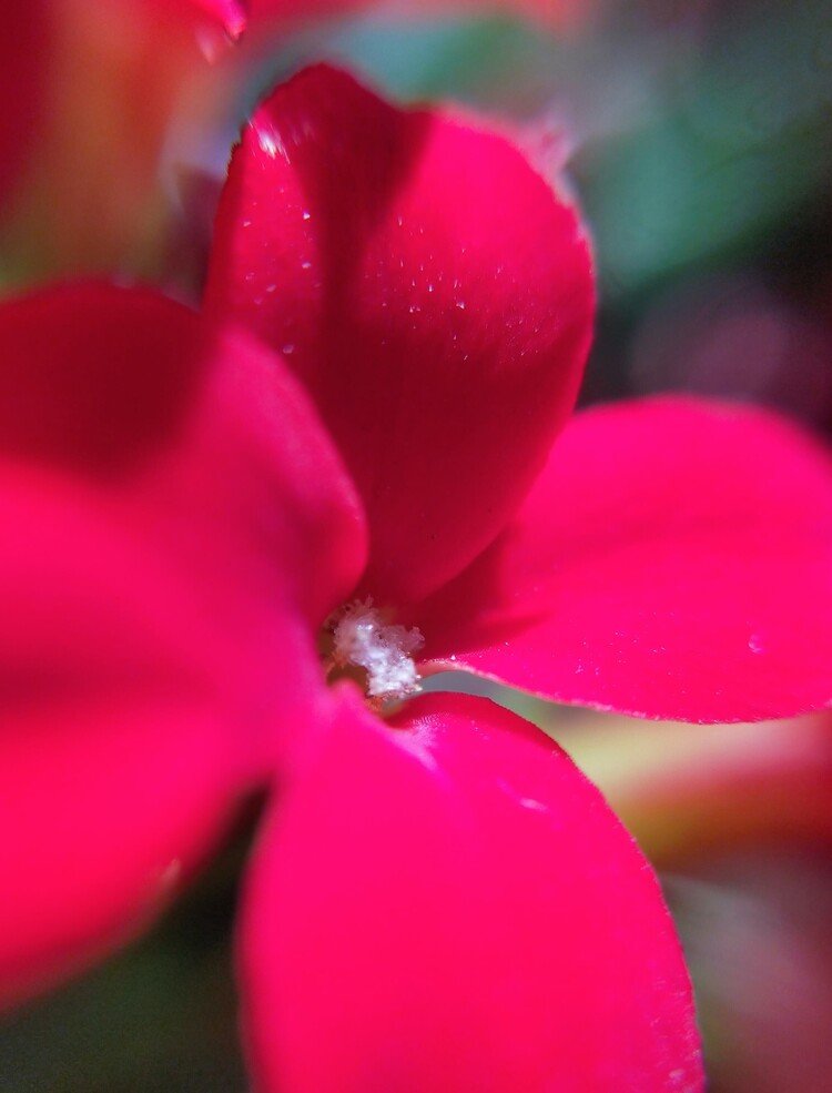 カランコエの花言葉幸福を告げるあなたを守るたくさんの小さな思い出 の新着タグ記事一覧 Note つくる つながる とどける カランコエの花言葉幸福を告げるあなたを守るたくさんの小さな思い出 の新着タグ記事一覧 Note つくる つながる とどける