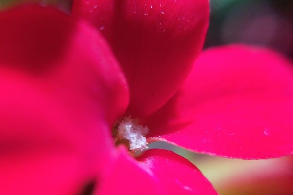 カランコエの花言葉幸福を告げるあなたを守るたくさんの小さな思い出 の新着タグ記事一覧 Note つくる つながる とどける カランコエの花言葉幸福を告げるあなたを守るたくさんの小さな思い出 の新着タグ記事一覧 Note つくる つながる とどける