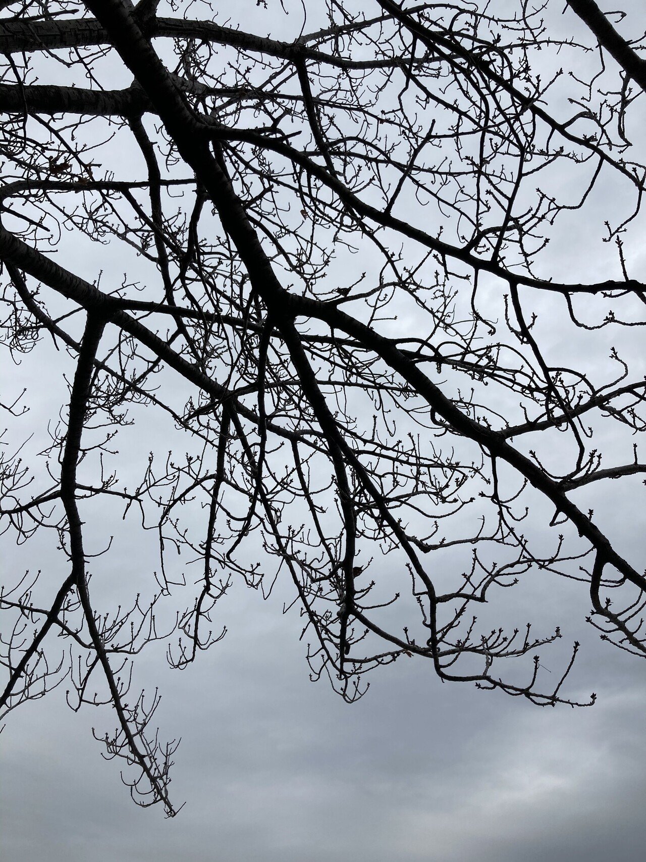 Ally Mcbealという米国ドラマの挿入歌にvonda Shepardが歌うcryingという曲があり プリティーウーマン の歌のroy Orbisonのカバーだった 全米2位 男だって泣きたくなる みから 未絡 Micara Note