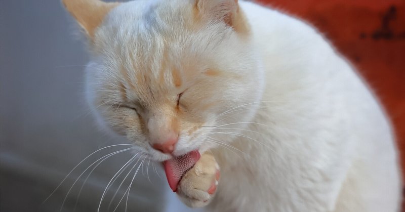 猫の洗顔 の新着タグ記事一覧 Note つくる つながる とどける