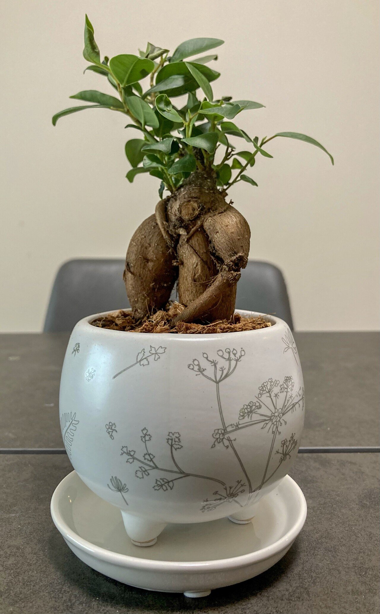早割クーポン 風水学 観葉植物ならガジュマルの木で決まり 恋愛運がアップする 今月限定 特別大特価 Focusot Com